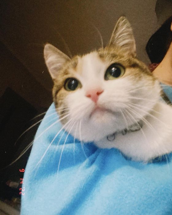 Кошка отдам бесплатно!