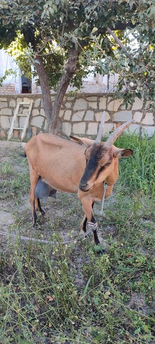 Алпинский зотли эчкилар сотилади
