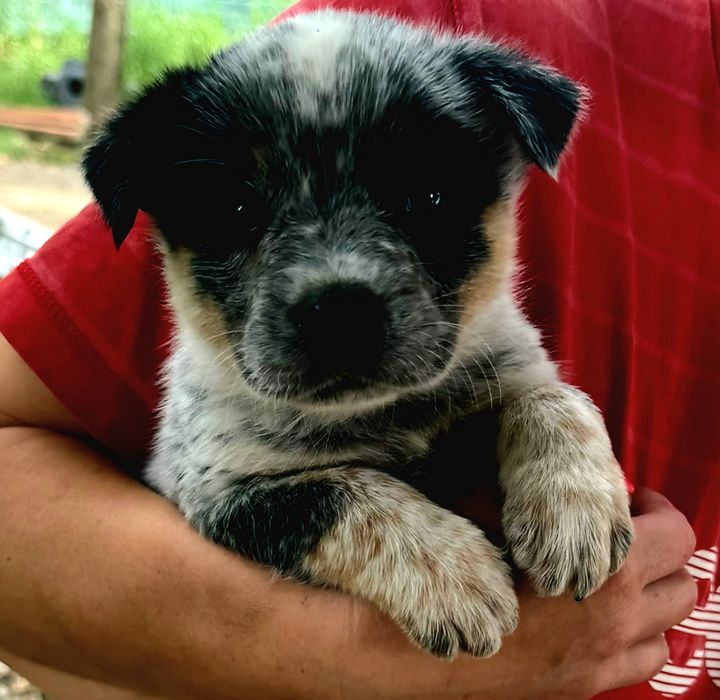 Australian Cattle Dog - mascul