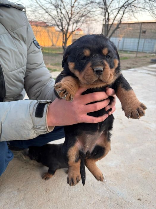 Предлагаются к  чистокровные щенки ротвейлера.