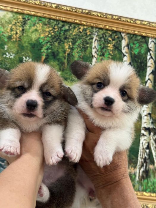 Шикарные малыши вельш корги документы фци