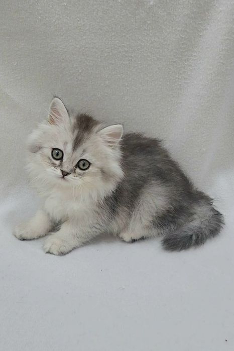Мальчик скоттиш страйт серебристая шиншила