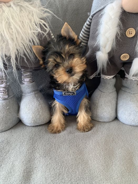 Йоркширски териер ,Йорки