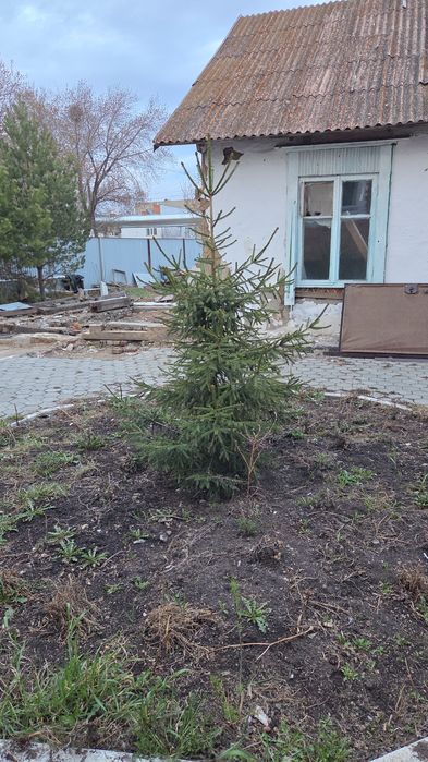 Шырша,карагай сатамын ПРОДАМ ели,сосны ели