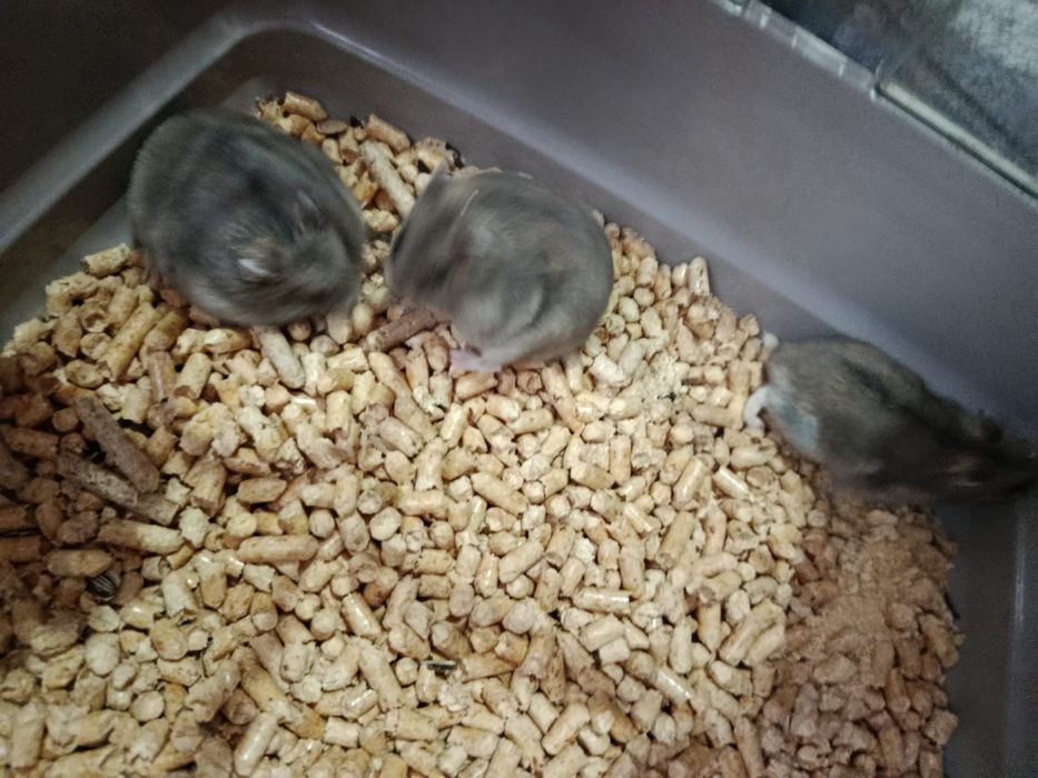 Hamsteri pitici de vanzare