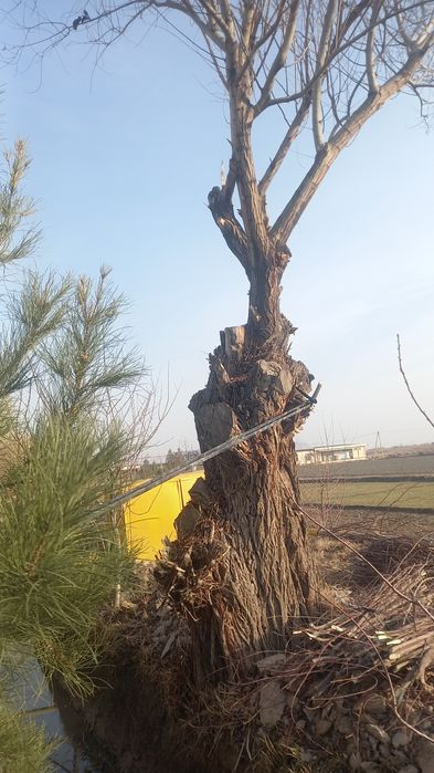 O'tin (tarosha) juda qalin daraxt. Kesib olib ketish.