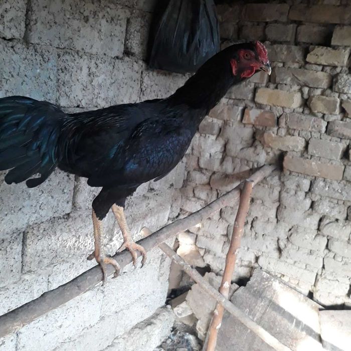 Петухи продаются