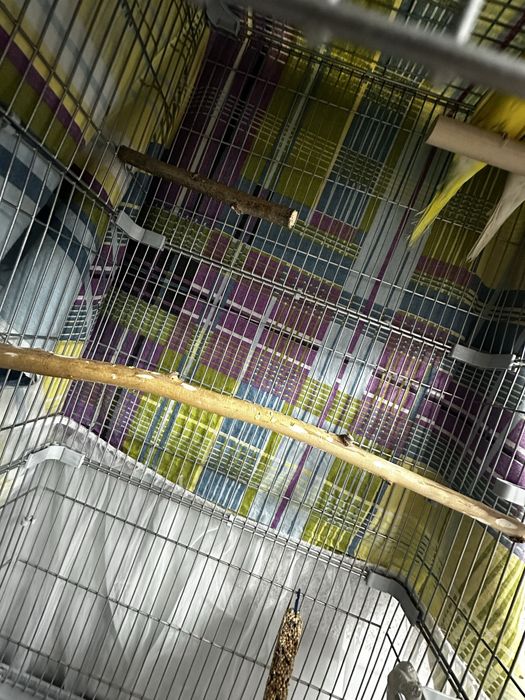 Пара волнистых попугаев,самка и самец