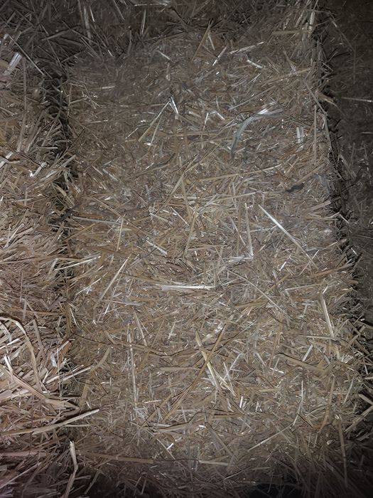 Продажа пресса пшеничной соломы