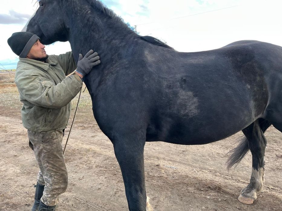 Айғыр,конь полутяж