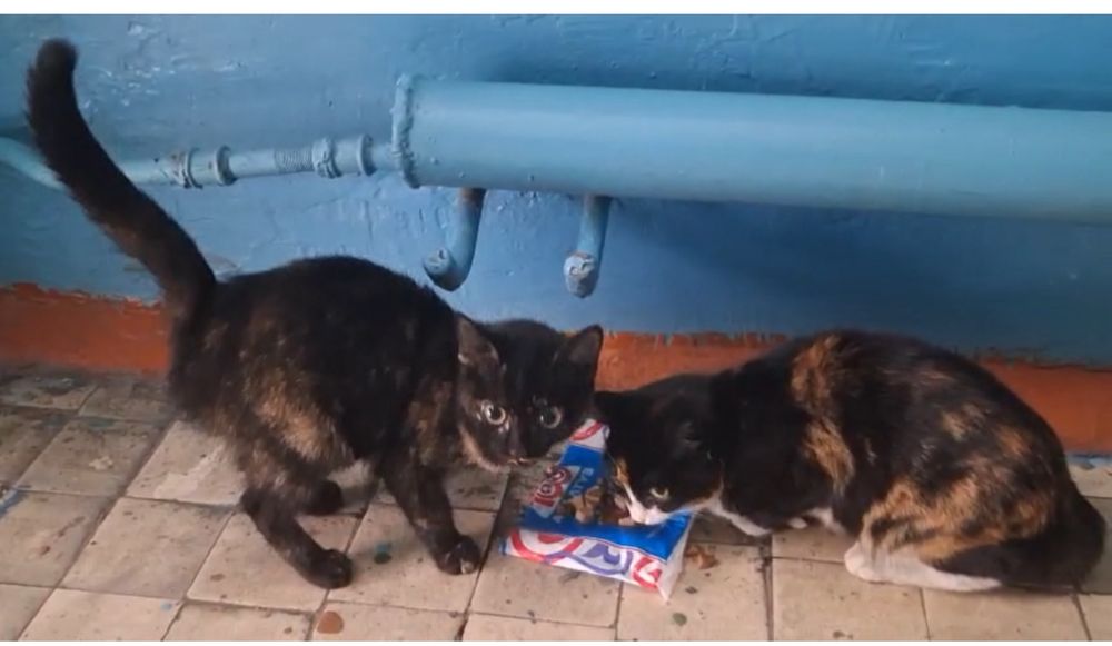 Котята даром , подарите им  дом