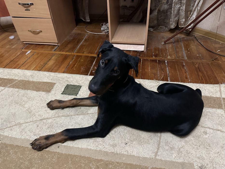 Доберман 4 месяца