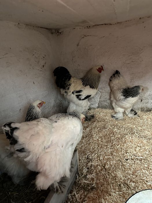 Oua gaini brahma HDsi motata olandeza