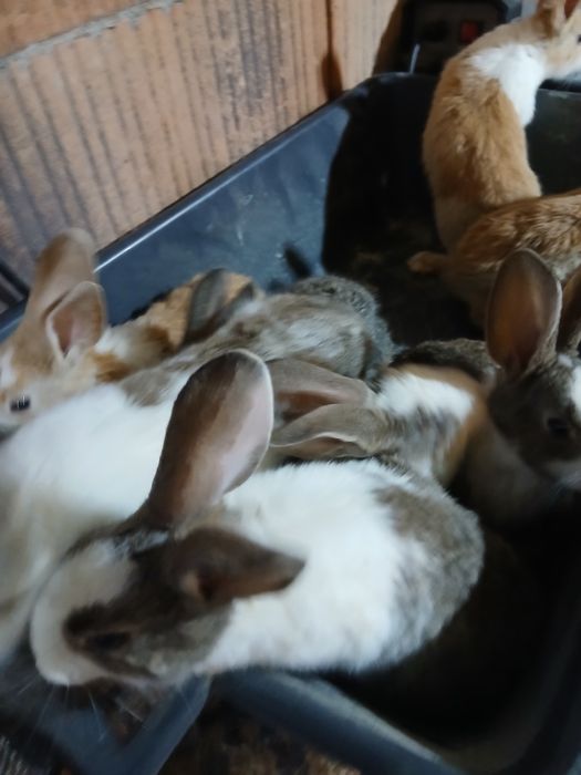 Hycole francez 8 pui