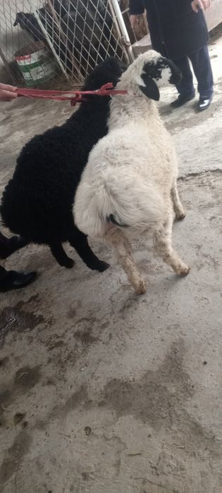 2 ta qirgʻizton qazoqi qoʻchqor barralar sotiladi