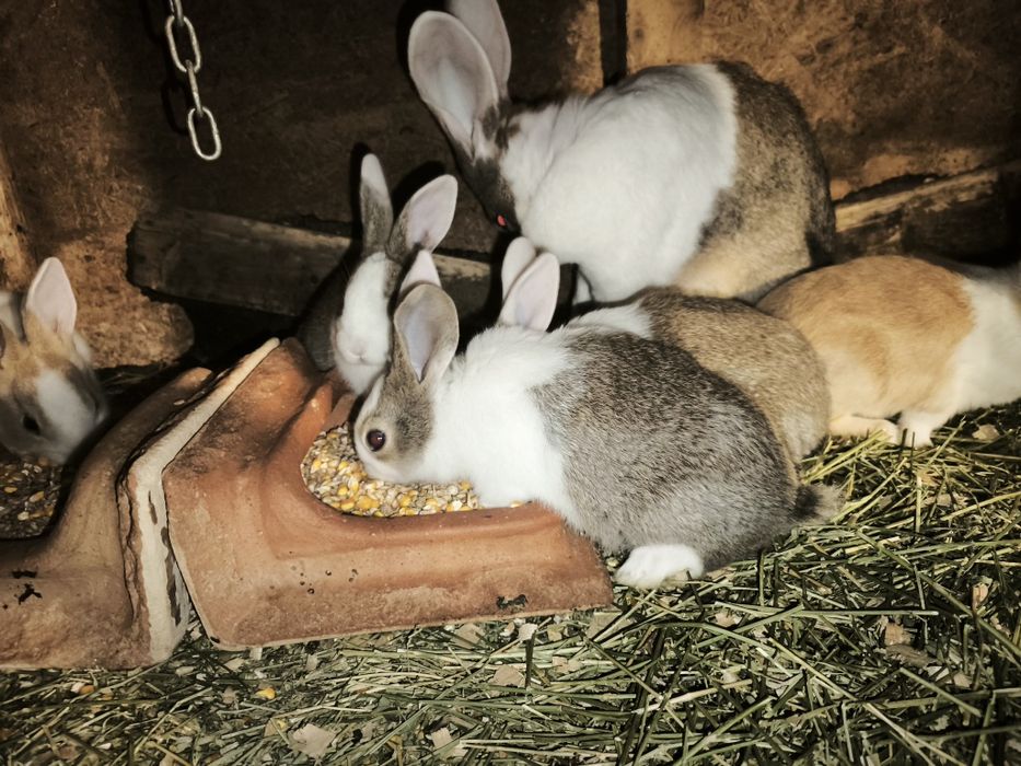 Iepurași hicole.  .