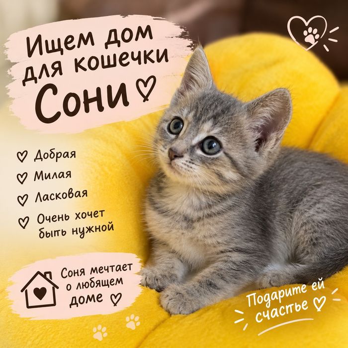 Ищем дом для котят девочек