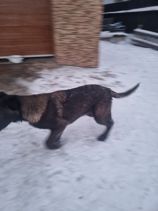 Belgian Malinois ,Pedigree tip A, 3.5 Luni