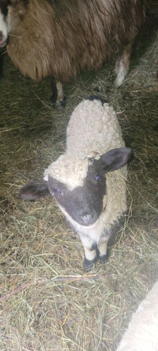 Vând o oaie cu miel și o mioara