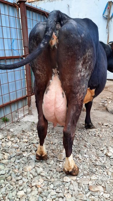 Vacă  de  Lapte!!