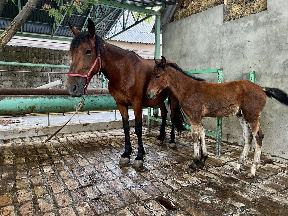 Кымыз.Саумал козбе-коз