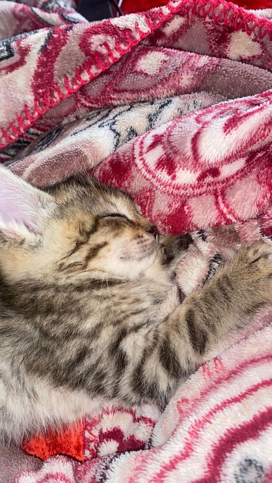 Кошка бесплатно домашний