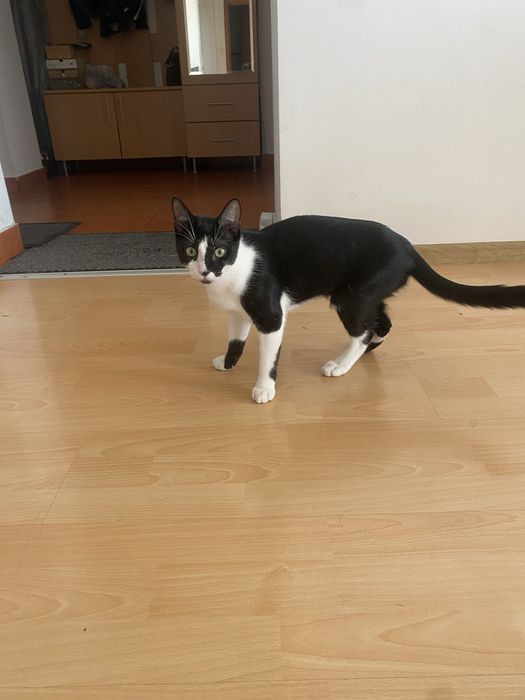 Pisica de adoptat .Face la litiera. Are intre 8-10 luni. Nu il putem tine din cauza ca nu ne lasa proprietarul
