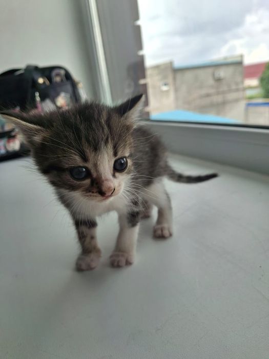 Отдам в хорошие руки котят ( девочки)