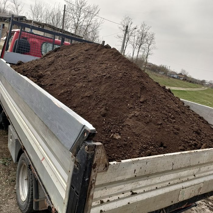 Mraniță putredă de oaie