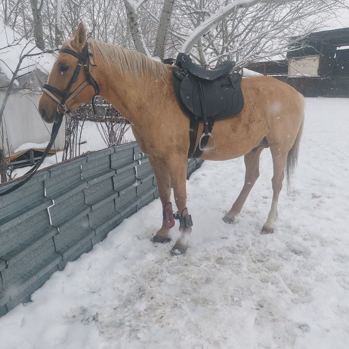 Арашан қошқар  аигыр сатылады