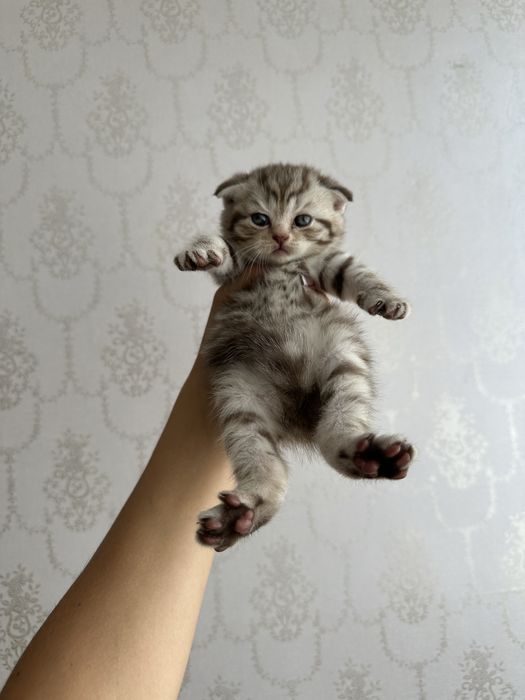 Породистые котята