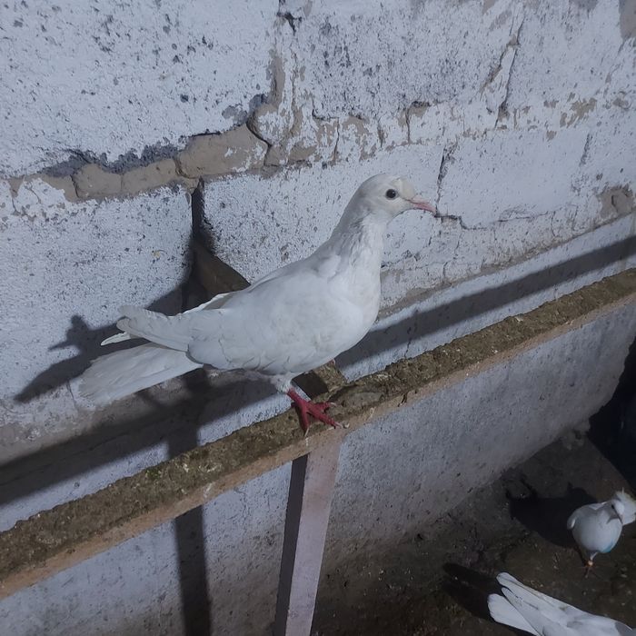 Бели Иран самка гатовый  игрой