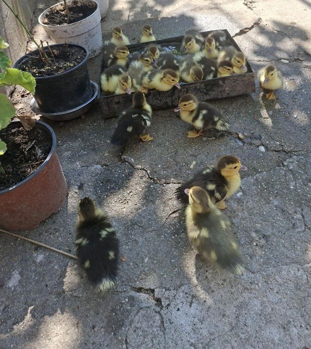 Vând pui de rață