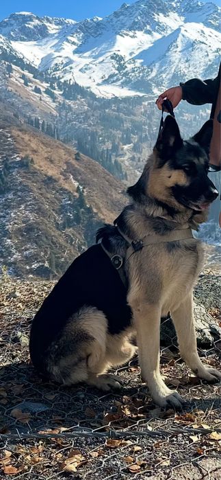 ВЕО овчарка ВЯЗКА