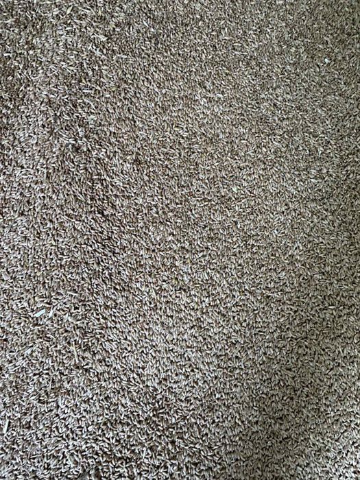 Тритикале 0,20 цента