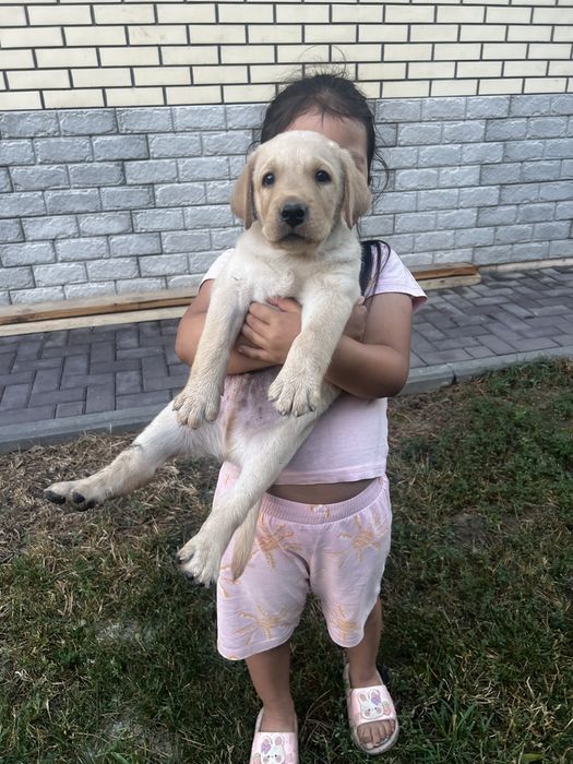 Лабрадор щенки чистокровный