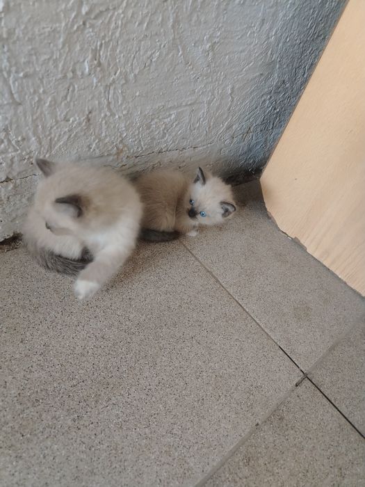 Котята  бесплатно