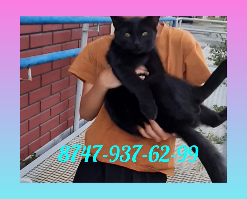 Отдам даром котика