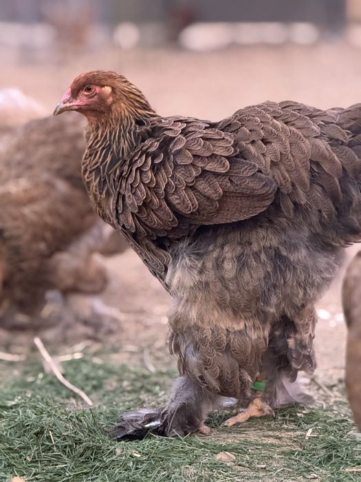 De vanzare puicute si cocosi 2025 - Brahma