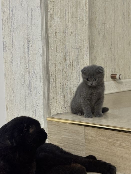 Продаются вислоухие котята