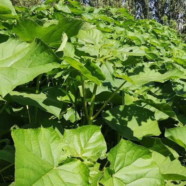 Pavloniya sifatli va hamyon bop pavloniya ko'chatlariz bornarhlarda