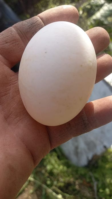 Продам кур ,белые несушки