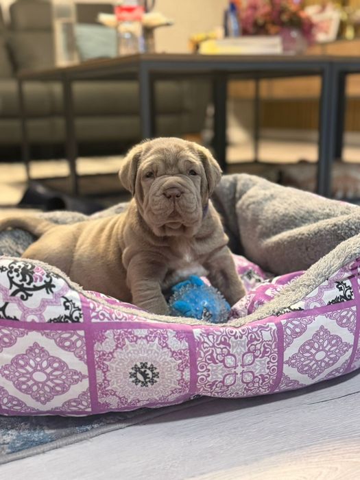 Pui Mastino Napoletano