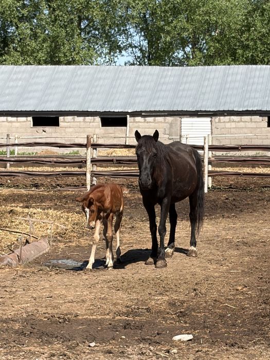 Лошадь кабыла с жеребенком и жеребец