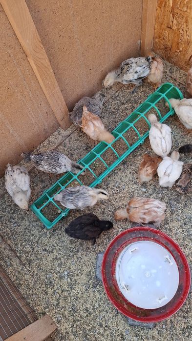 Цыплята домашние