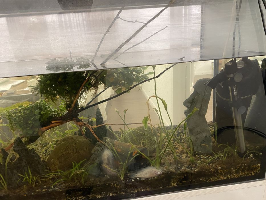 Аквариумистика.Аквариум Алматы.