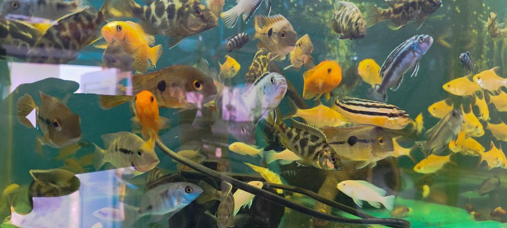 Аквариум балыктары сатылады
