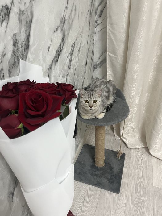 Продам породистую кошку