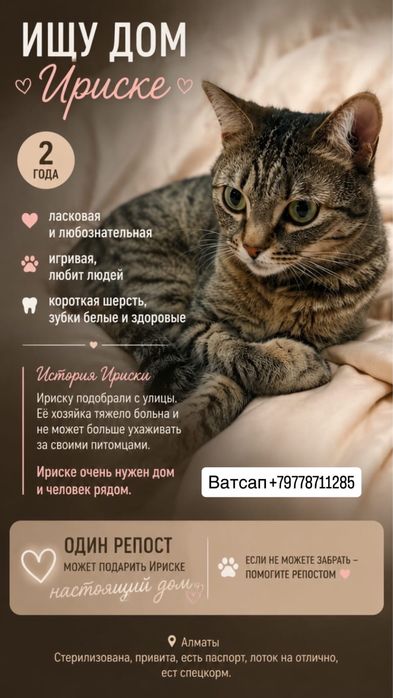 Кошка Ириска 2 года даром