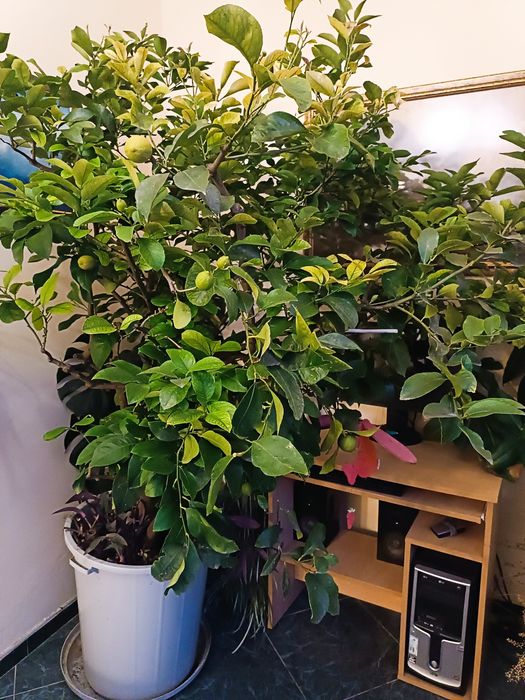 Лимоново дърво 40 години